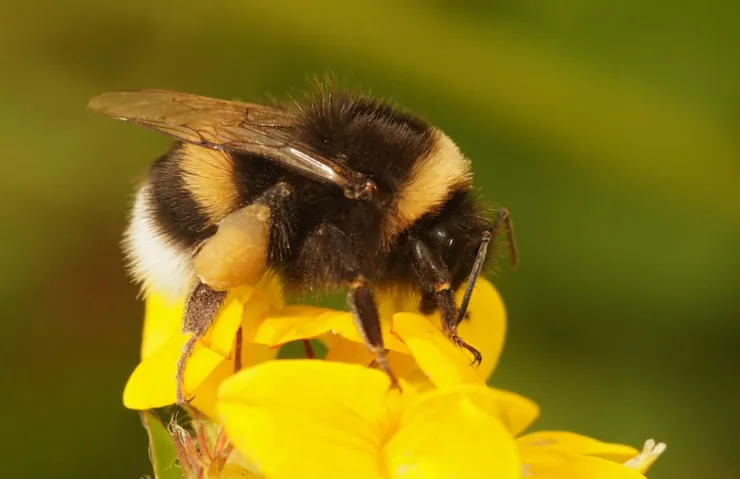 GÜNLERCE SU ALTINDA KALIYORLAR! ARILARIN SIRRI SONUNDA ÇÖZÜLDÜ