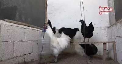 İç organları bile kömür karası olan ’Ayam Cemani’ cinsi horoz ve tavuk görenleri şaşırtıyor | Video