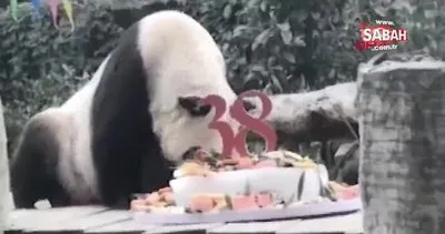Dünya’nın en yaşlı pandası Xin Xing’den kötü haber | Video