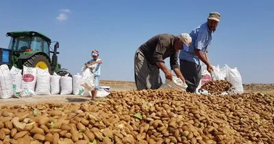 Adıyaman’da Badem Hasadı başladı