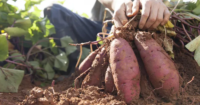yer elmasinin faydalari nelerdir hangi hastaliklara iyi gelir yer elmasi nasil yenir kac kaloridir saglik haberleri yer elmasinin faydalari nelerdir hangi hastaliklara iyi gelir yer elmasi nasil yenir kac kaloridir saglik haberleri