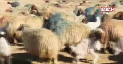 Şanlıurfa’da 37 bin 200 kuzunun annesiyle buluştuğu yürekleri ısıtan anlar kamerada... | Video