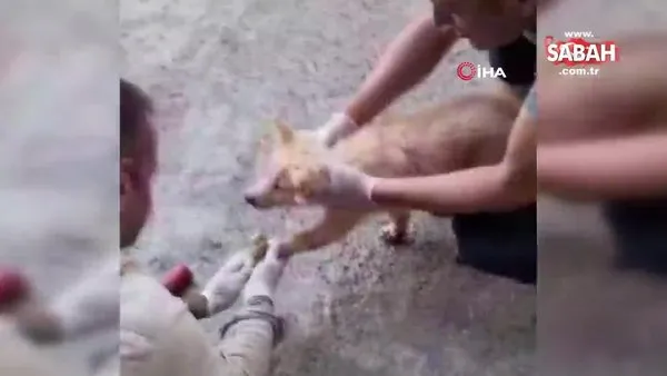 Hakkari'de sıcaktan eriyen asfalta yapışan yavru köpeğin kurtarılma anı kamerada | Video