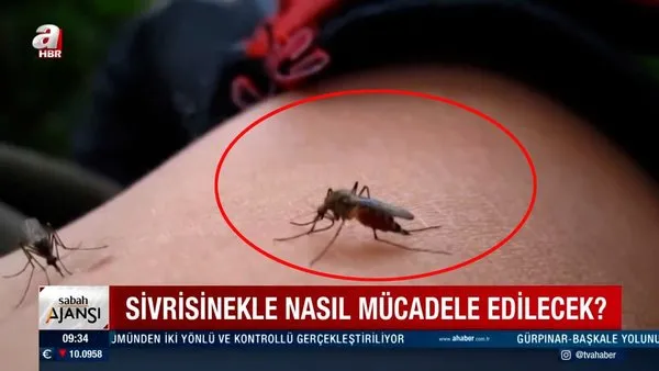 Karadeniz'de Asya Kaplan sivrisineği uyarısı! Asya Kaplan sivrisineği ile nasıl mücadele edilecek?