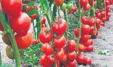 Bitkiler de çığlık atıyor