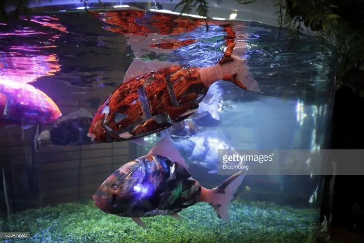 Akvaryum balıkları bile robot olan Japon oteli
