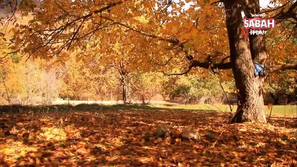 Yüksekova’da sonbahar güzelliği... Kartpostallık görüntüler ortaya çıktı | Video