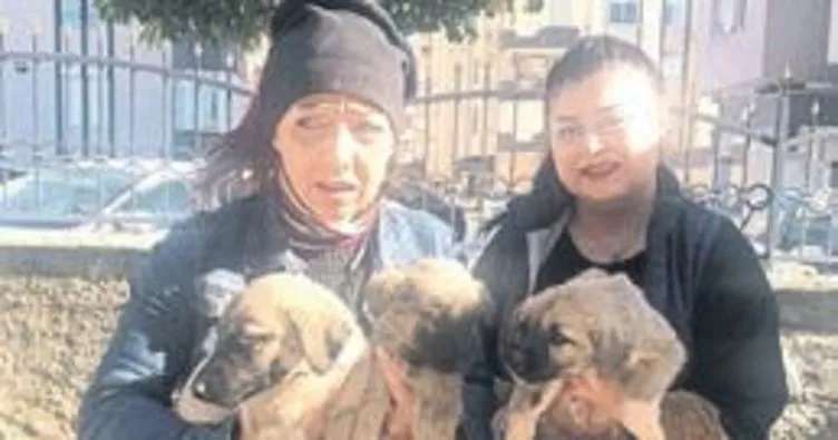Köpek yavrularının işkence gördüğü iddia edildi