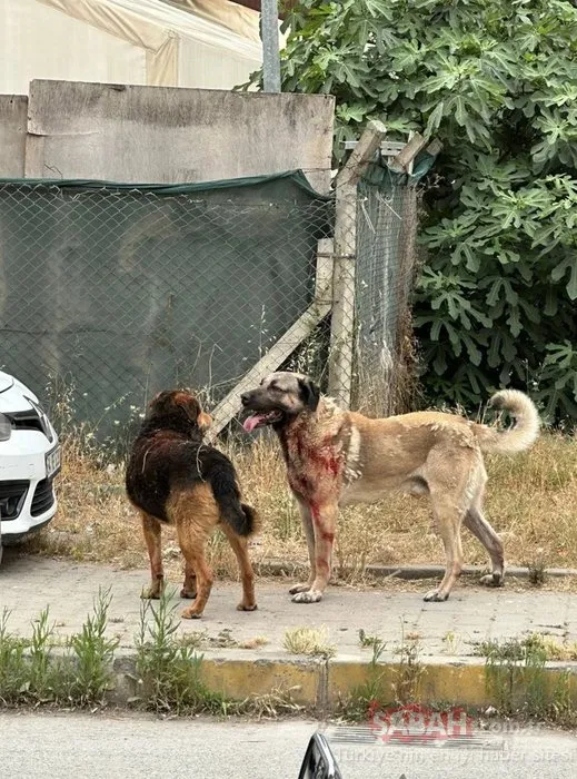 SON DAKİKA HABERİ | Ataşehir’de köpek dehşeti! Vatandaşlar tedirgin: Kadını parçaladıysa yarın beni de parçalarlar