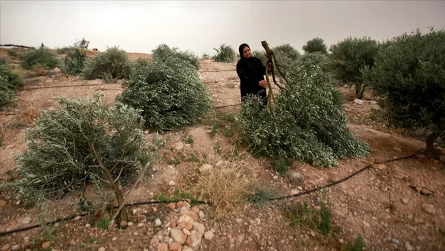 israil-bati-seriada-bir-haftada-8-bin-agaci-soktu-1766698832006.jpg İsrail, Batı Şeria'da bir haftada 8 bin ağacı söktü