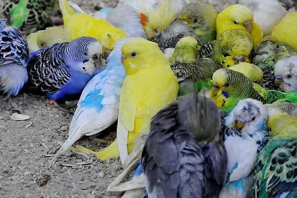 Yurda kaçak getirilen hayvanlar doğal hayata kavuştu