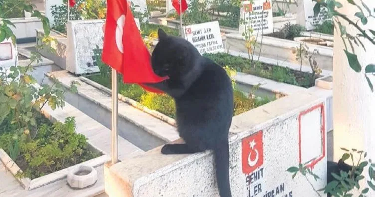 Kedi, şehitlikteki Türk bayrağını öptü