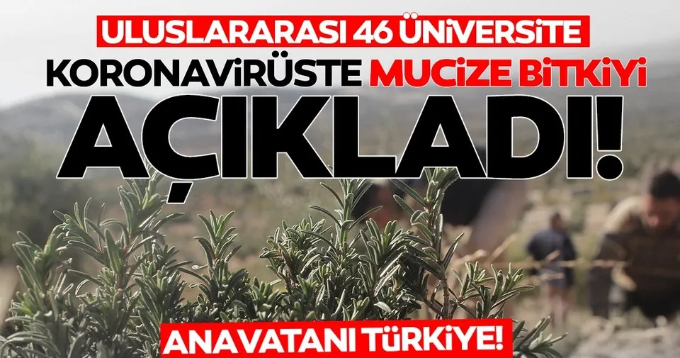 SON DAKİKA HABERİ... Koronavirüste mucize bitki açıklandı: Türkiye'de dağ taş onunla dolu
