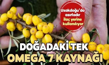 Uzakdoğu’da asırlardır ilaç yerine kullanılan yabani iğdenin süper faydaları...