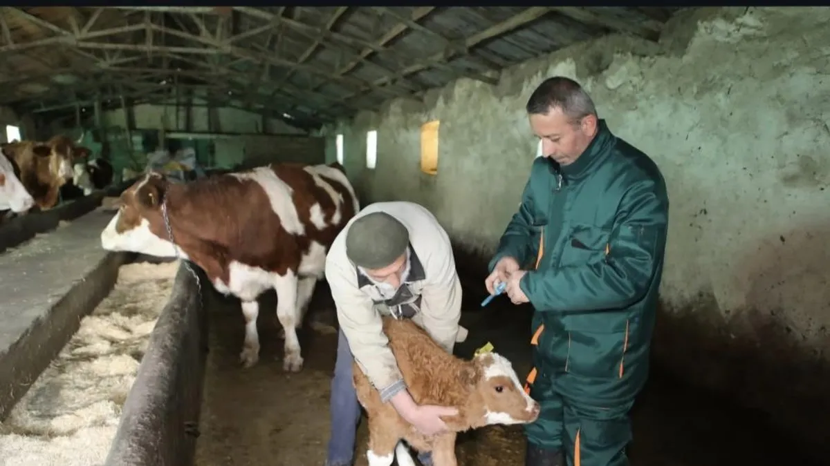Elazığ’da şap hastalığı sona erdi!