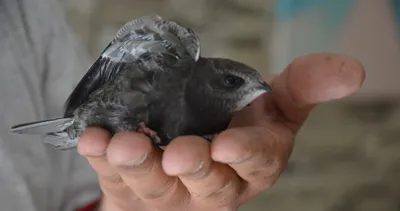 Hatay’da Ebabil kuşu bulundu