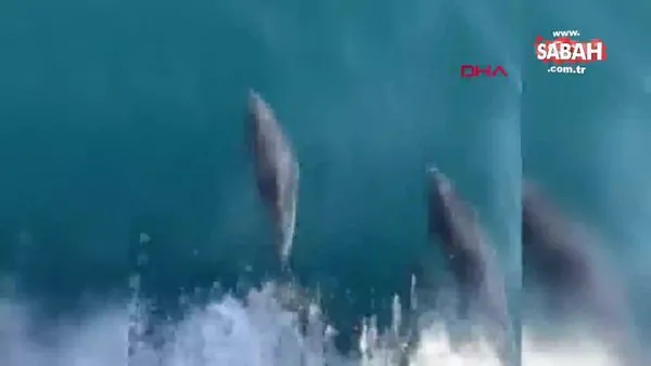 Tekirdağ'da yunusların balıkçı teknesiyle yarışı kamerada | Video