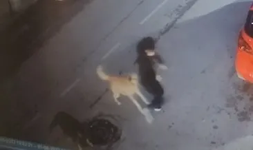 Yine başıboş sokak köpeği dehşeti! Yolda yürüyen 15 yaşındaki çocuğa saldırdılar... O anlar kamerada