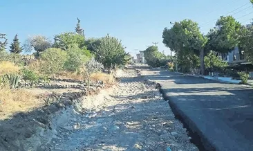 Karaburun’da ağaç katliamı