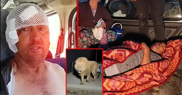 Antalya’da aslan paniği! Tarlada uyuyan Süleyman Kır o dehşet anlarını anlattı: Önce hayalet sandım...