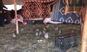 Kaçak keklik avcıları jandarmaya yakalandı