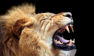 Aslanların gizli dili ortaya çıktı: İkinci kükreme tespit edildi