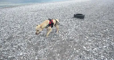 Şişmanlayan köpeğe Rambo eğitimi