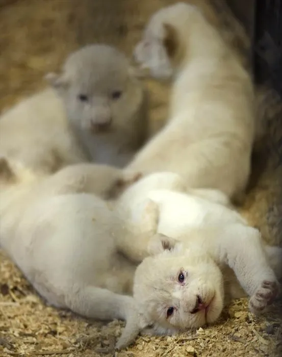 Polonya’da 4 beyaz aslan ile 3 beyaz kaplan dünyaya geldi.