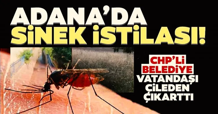 CHP’li Adana Büyükşehir Belediyesi isyan ettirdi! Kenti sinekler ve böcekler istila etti...