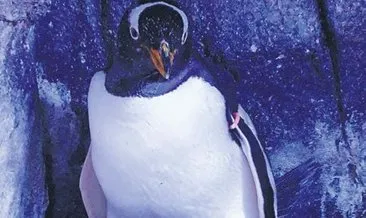 Türkiye’nin ilk kutup pengueni dünyaya geldi