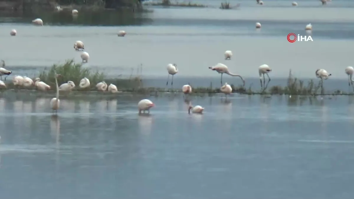 Aydın’da su altında kalan arazilerde flamingolar görsel şölen oluşturdu | Video videosunu izle Aydın’da su altında kalan arazilerde flamingolar görsel şölen oluşturdu | Video videosunu izle