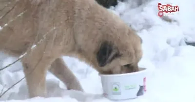 Belediye Başkanı Dündar, karda aç kalan köpekleri elleriyle besledi