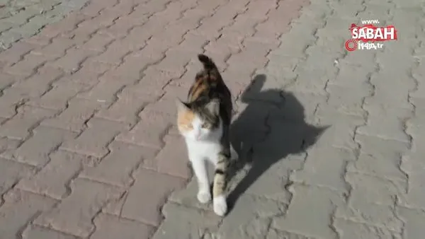 Kedinin dron ile imtihanı böyle görüntülendi | Video