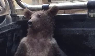 Aşırı bal yiyen ayı, komaya girdi!