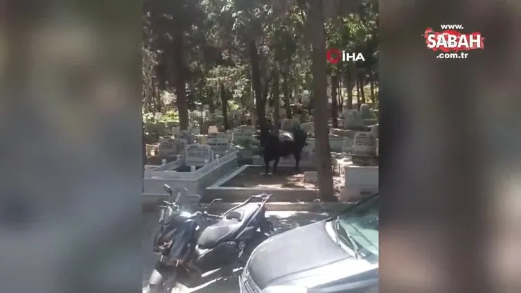 Beyoğlu’nda mezarlığa dalan kızgın boğa kamerada
