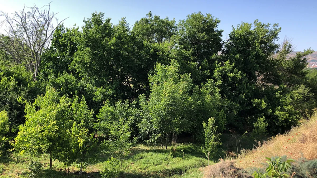 Elazığ’da ağaca asılı erkek cesedi bulundu! Elazığ’da ağaca asılı erkek cesedi bulundu!