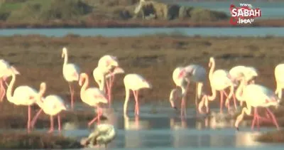 Flamingolar Tuzla sulak alanına akın etti | Video