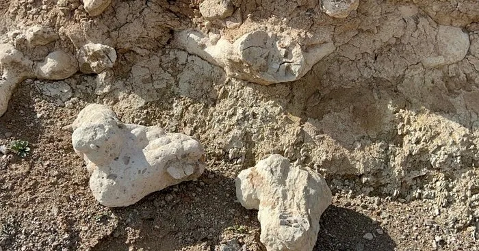Niğde’de bulunan fosil buluntularına dinozor iddiası