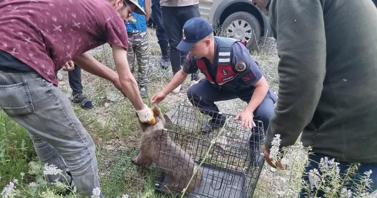 Kütahya’da yaralı ayı yavrusunu jandarma kurtardı