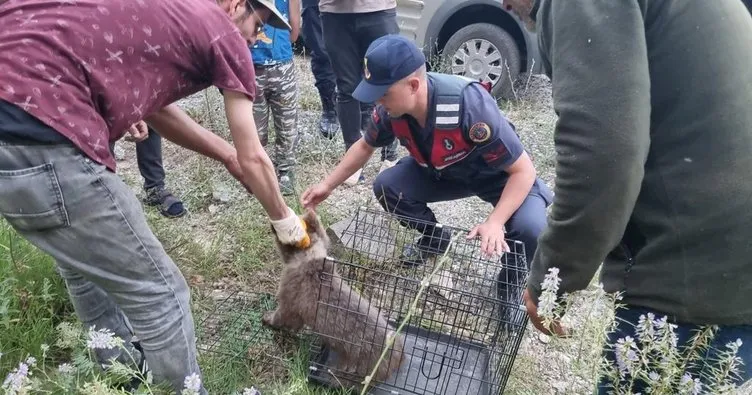 Kütahya’da yaralı ayı yavrusunu jandarma kurtardı
