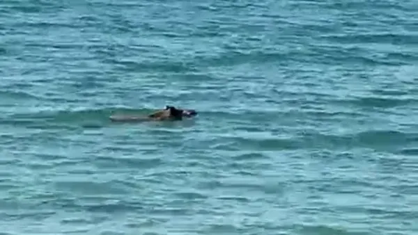 Akbük Sahili’nde ilginç anlar! Serinlemek isteyen domuz denize girdi | Video