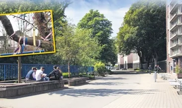 Bir ağaca bile tahammül yok