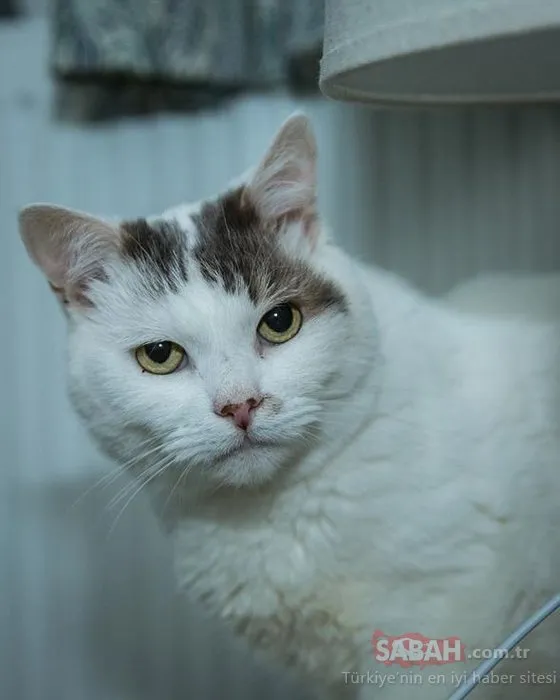 Kahraman kedi sahibini ölümden kurtardı! Kan pıhtılarını farkedip...