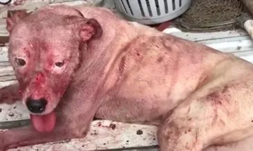 Korkunç skandal! CHP’li başkan Ülgür Gökhan barınağı gezerken köpekler birbirini yemiş