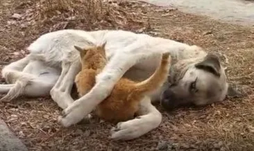 Tunceli’de köpekle kedinin kıskandıran dostluğu #tunceli