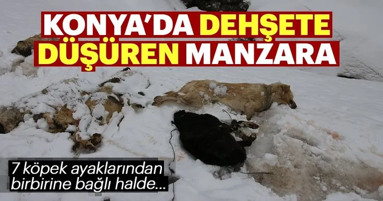 Konya’da 7 köpek ayakları bağlı halde ölü bulundu