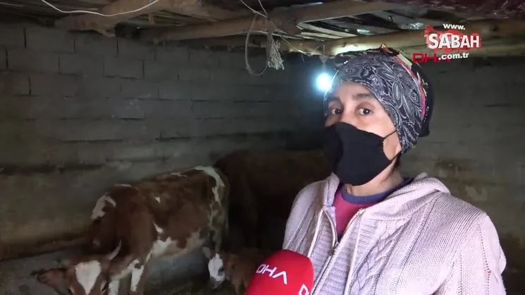 Van'da 'Yaşamaz' denilen buzağının annesiyle duygulandıran buluşma anı kamerada | Video