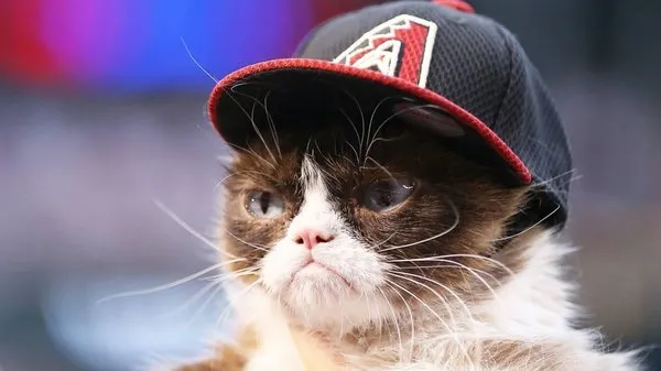 Huysuz Kedi sahibine internetten 188 milyon TL kazandırdı!
