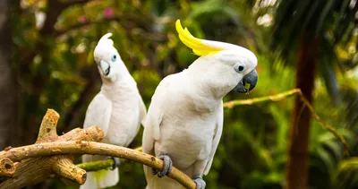 Yabani papağanların yaptıkları şaşkına çevirdi! Birbirlerinden görüp öğreniyorlar!