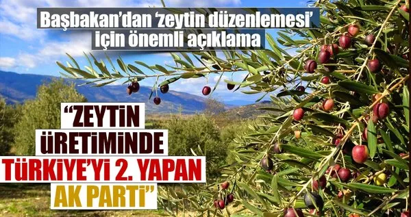 AK Parti Türkiye'yi zeytincilikte dünya ikincisi yaptı